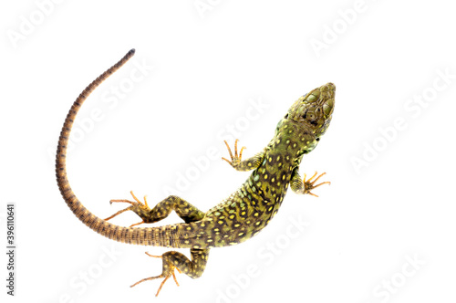 Ocellated lizard (Timon lepidus) juvenile on a white background, Italy.