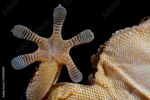 Foot of common wall gecko (Tarentola mauritanica). photo