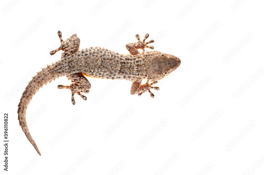 Naklejka premium Common wall gecko (Tarentola mauritanica) on white background, Italy.