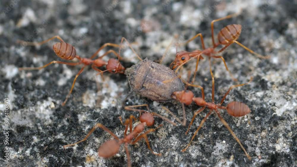 Weaver ants or green ants finding food for their colony. They value teamwork and organization. They help each other. Weaver ants or green ants finding food for their colony. They value teamwork and organization. They help each other.