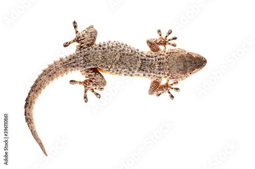 Common wall gecko (Tarentola mauritanica) on white background, Italy.