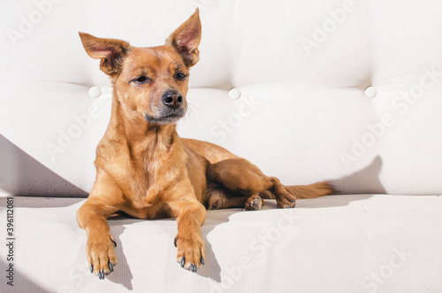 Brown dog resting on a sofa © Ingrid Currius