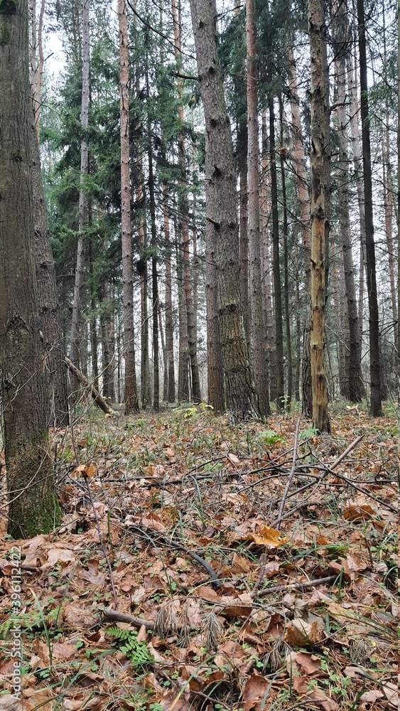 autumn in the woods autumn in the woods