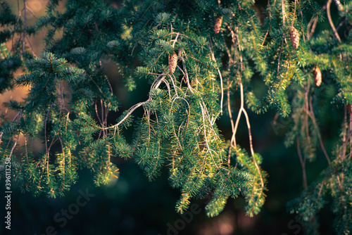 Christmas winter background of natural fur tree with pinecones 
