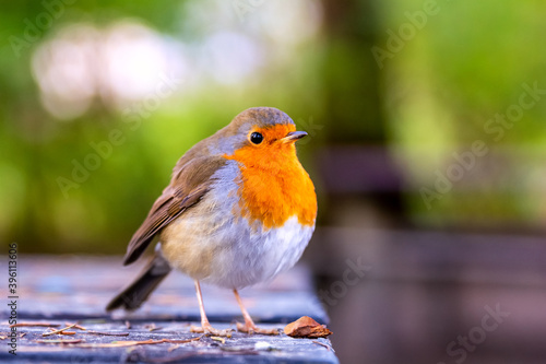 European robin posing at the edge of a table in a park
