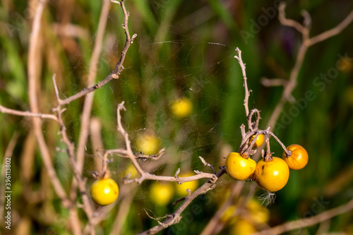 Poisonous weed (Solanum elaeagnifolium) with yellow, round fruits and a spider web with spiders close-up