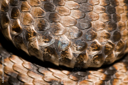 Skin of Asp viper (Vipera aspis)
