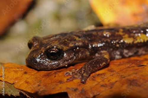 North-west italian cave salamander (Hydromantes strinatii). photo