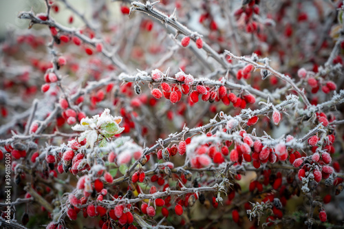 Gefrorene Beeren photo