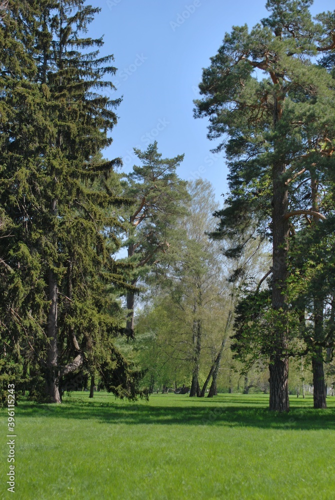 summer forest garden