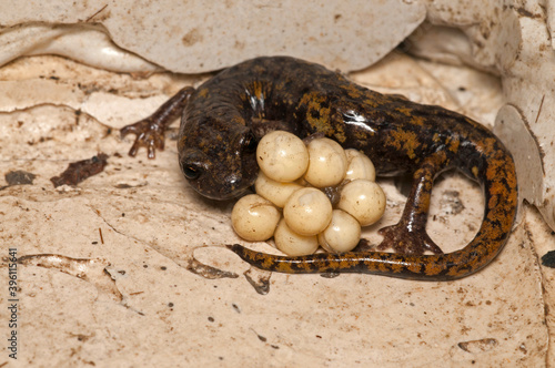 North-west italian cave salamander (Hydromantes strinatii) female with eggs, Liguria, Itasy. photo