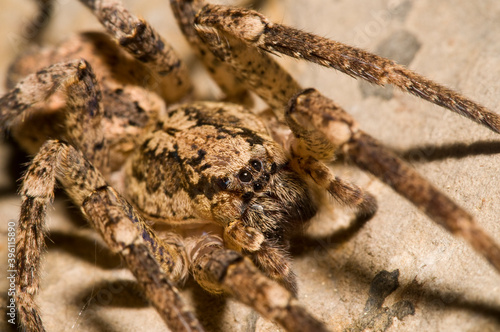 Obraz na plátně False wolf spider (Zoropsis spinimana) portrait, Italy.