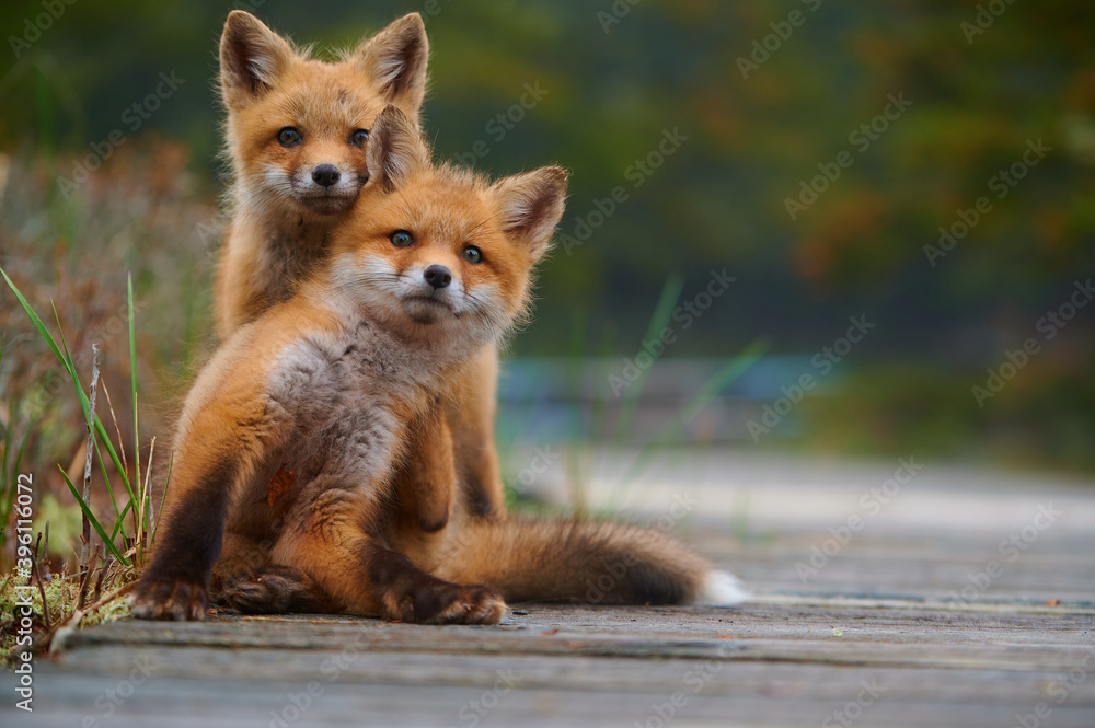 Fototapeta premium Wild baby red foxes cuddling at the beach, June 2020, Nova Scotia, Canada