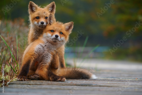 Tableau sur toile Wild baby red foxes cuddling at the beach, June 2020, Nova Scotia, Canada