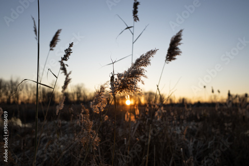 wheat grass in a golden meadow at sunset background