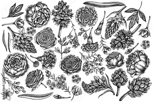 Vector set of hand drawn black and white peony, carnation, ranunculus, wax flower, ornithogalum, hyacinth