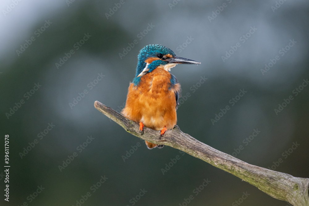 Fototapeta premium Kingfisher (Alcedo atthis) perched on a branch.