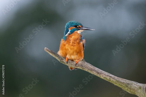 Kingfisher (Alcedo atthis) perched on a branch.
