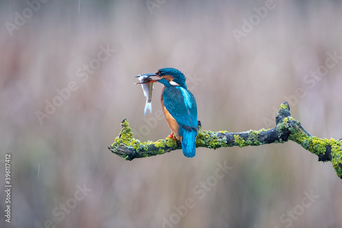 Kingfisher (Alcedo atthis) and fish perched on a branch