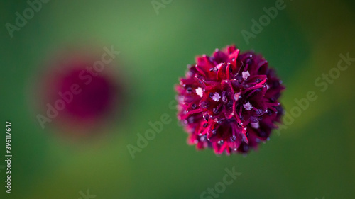 Blühender Großer Wiesenknopf auf einer Wiese in Süddeutschland / Sanguisorba officinalis / flowering great burnet in Germany
