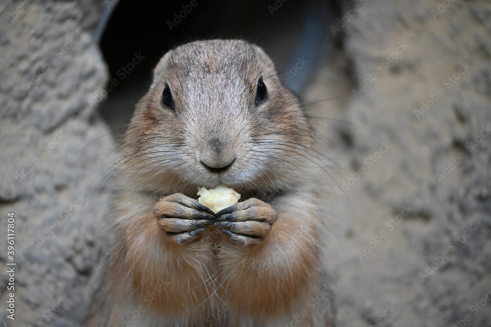 集団で食事するかわいいプレーリードッグ 集団で食事するかわいいプレーリードッグ