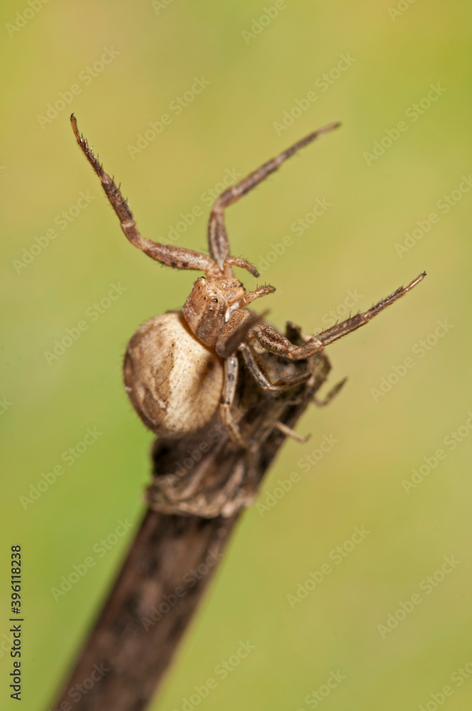 Crab spider (Xysticus sp.).