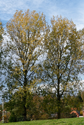 Couleur des peupliers en automne - France