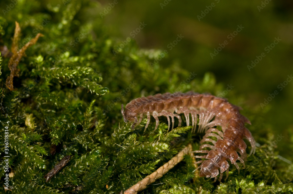 Flat-backed millipedes (Polydesmus sp.).