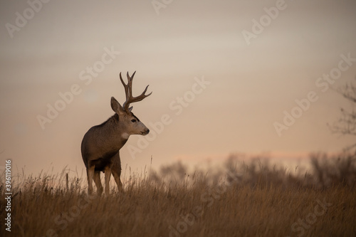 Mule Deer Buck in Colorado During the Rut in Autumn © natureguy