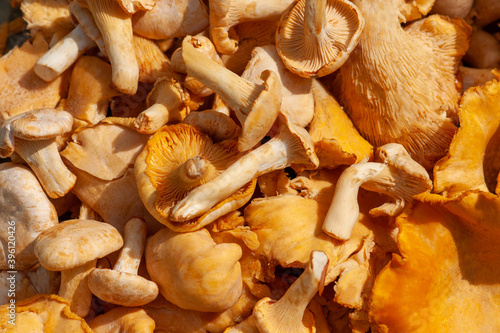 Freshly picked chanterelles - forest mushrooms (Cantharellus cibarius)
