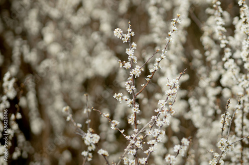 Fielding white flowers blooming in a field. Background flowering, selective focus