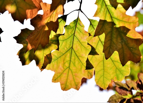 maple leaves isolated on white