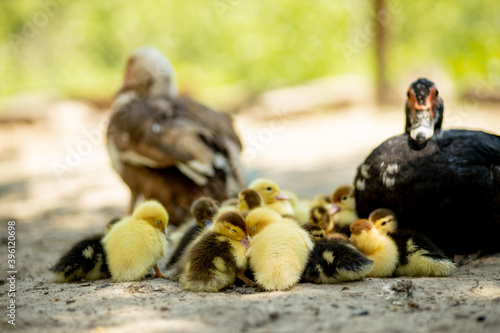 Mother duck with her ducklings. There are many ducklings following the mother.