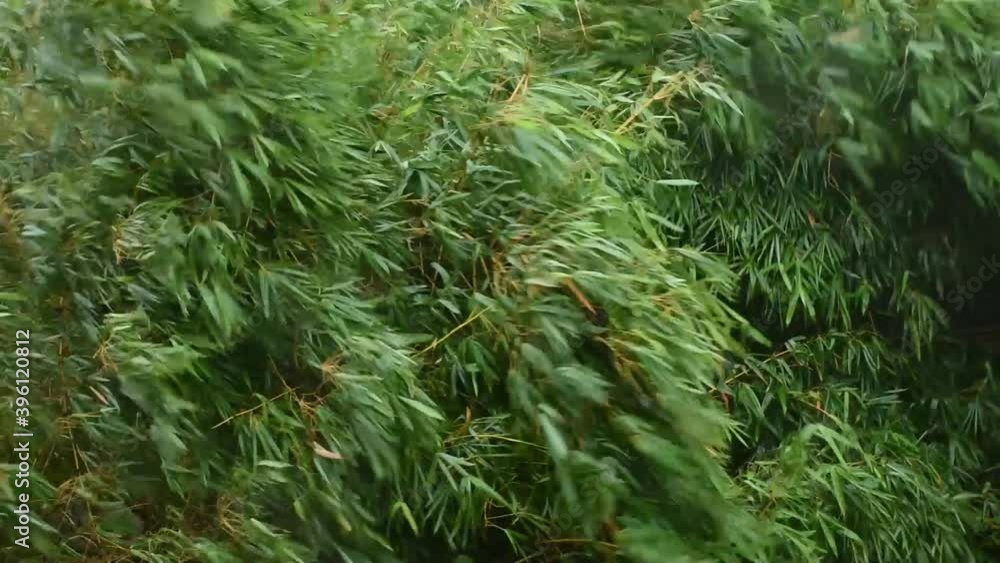 trees shaking due to heavy storm trees shaking due to heavy storm