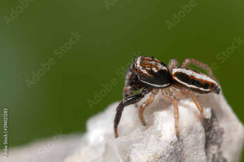 Jumping spider (Icius subinermis) photo