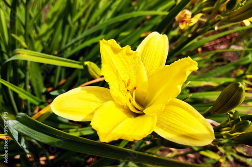 Front view of a Beautiful Yellow Lily Blooming in the garden.