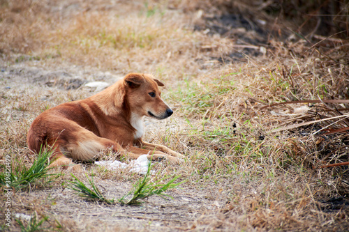 A brown stray dog lay down on the dry grass field with the mood of thinking of his owner background
