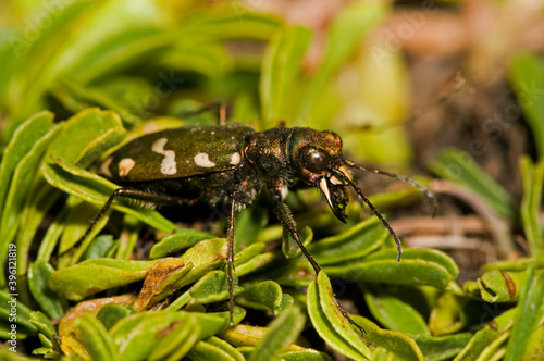 Cicindela gallica, a ground beetle belong to Carabidae family, Italian alps, Italy. photo