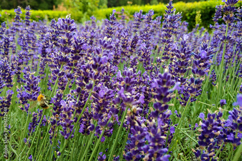 Lavender flower field, fresh purple aromatic flowers for natural background. Violet lavender field.
