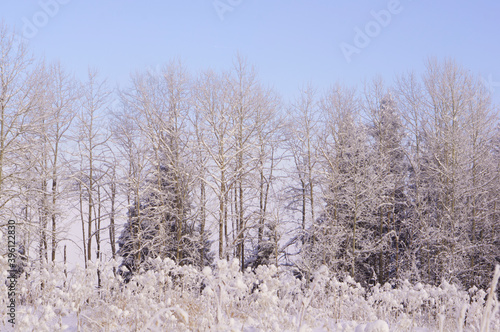 Spruce covered with snow high in the mountains. Beautiful alpine winter landscape. Snowy mountains. Highlands, mountains and gorges.