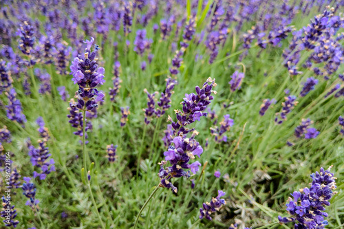 Closeup image of violet lavender flowers in the field in sunny day.