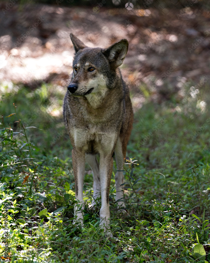 Red Wolf Stock Photos. Endangered species. Wolf Image. Wolf Picture. Wolf Portrait. Red Wolf walking in the field with a close up viewing in its environment and habitat with a blur background. 