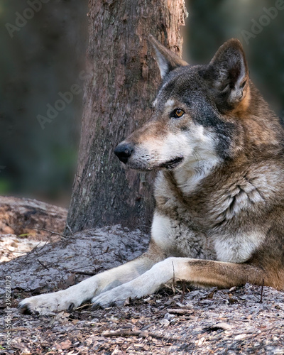 Wolf stock photos. Red Wolf head shot close-up profile view displaying brown fur  head  with a blur background in its environment and habitat. Wolf Image. Picture. Portrait. Endangered species.