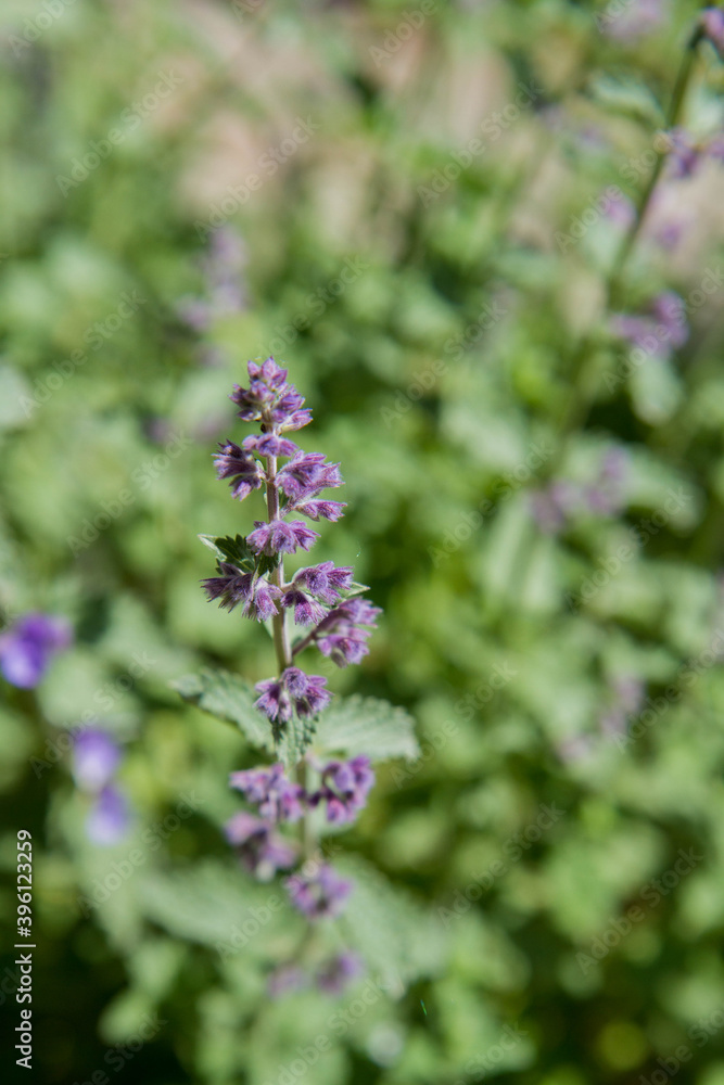 Lemon balm (Melissa officinalis) blooming in a garden