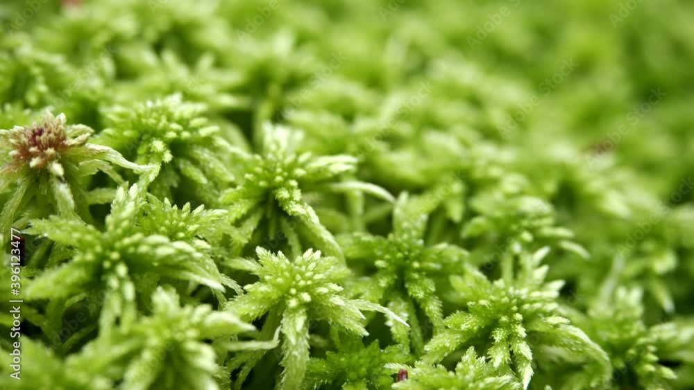 close-up of forest moss. textural background for text about ecology close-up of forest moss. textural background for text about ecology