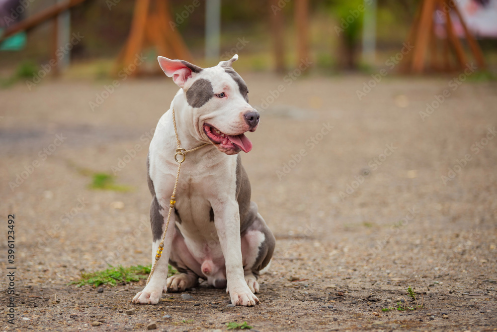 beautiful puppy of Stafford breed beautiful puppy of Stafford breed