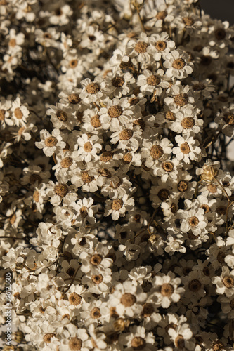 Beautiful chamomile daisy flowers bouquet pattern. Closeup bloom, blossom texture background.