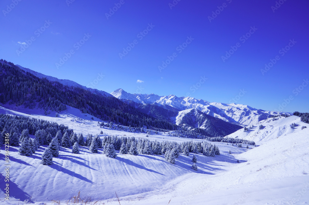 Trees growing on the ridge of the mountain. Winter landscape in the mountains. Trees growing on the ridge of the mountain. Winter landscape in the mountains.