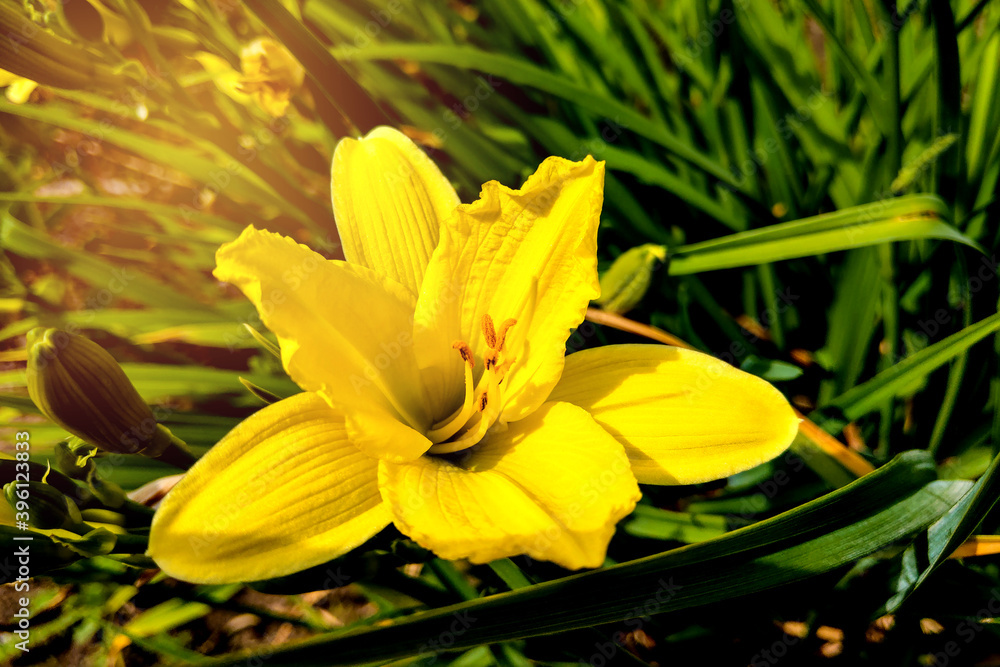 Fototapeta premium Yellow lily flowers in the garden, nature.
