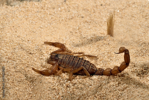 escorpi  n sobre la arena del desierto 